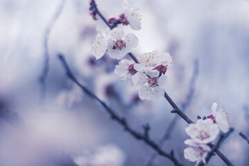 Kyiv, Ukraine, april 2014: Blossom of the Wild Plum in the forest