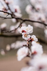 Kyiv, Ukraine, april 2014: Blossom of the Wild Plum in the forest