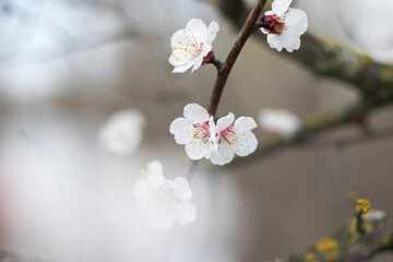 Obraz premium Kyiv, Ukraine, april 2014: Blossom of the Wild Plum in the forest