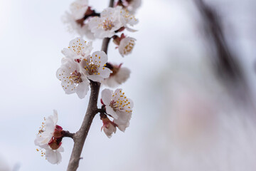 Kyiv, Ukraine, april 2014: Blossom of the Wild Plum in the forest