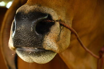 Female cow nose on a farm asia thailand