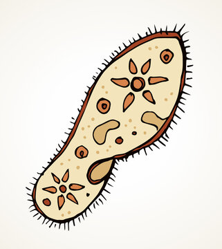 Paramecium caudatum. Vector drawing icon