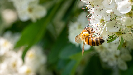 Bee flying on white flowers in spring