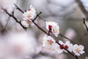 Kyiv, Ukraine, april 2014: Blossom of the Wild Plum in the forest