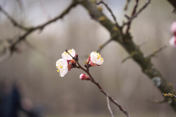Kyiv, Ukraine, april 2014: Blossom of the Wild Plum in the forest