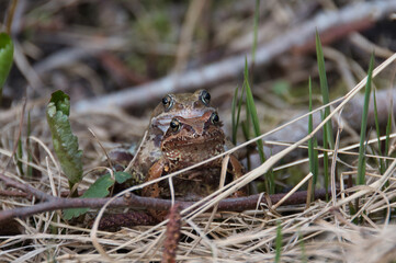 Two frogs of different colors and sex, close-up, full-face in the process of spring copulation and reproduction under the branches in the natural environment of the mixed forest.