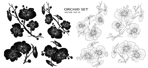 Orchid Vector. Floral Botanical set of flowers isolated on white background. set of tropical, exotic branches for advertising, in a minimalist style. hand-drawn sketching, element-symbol for ideas.