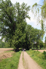 Passeggiata nel parco agricolo con grande quercia secolare