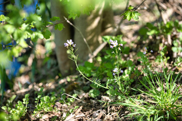 Petites fleurs