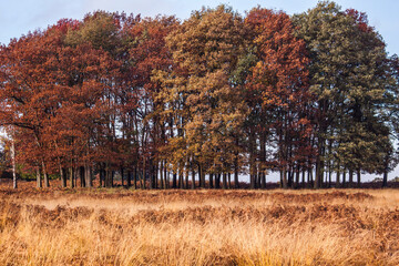 colorful autumn trees inside the Richmond Park in London.
