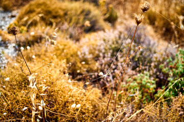 Close-up dry grass on a hilly coast near the sea.