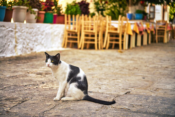 The cat sits on the floor of a street summer cafe.