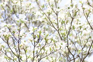 白色のハナミズキの花