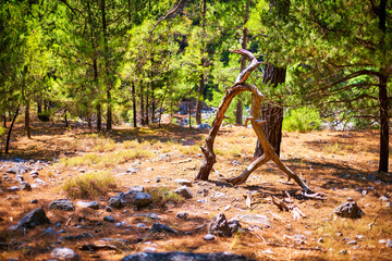 A view of a natural tree sculpture in a mountain pine forest.