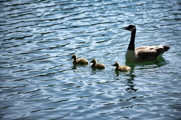 Maman l'oie et ses petits