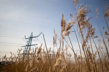 Fototapeta premium Weeds with in the background a large blue power grid structure near Wateringen (The Netherlands)
