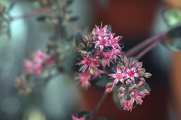 Pink star-shaped flowers and dark purple foliage of the succulent Sedum Bertram Anderson. Hardy, drought tolerant plant also known as stonecrop