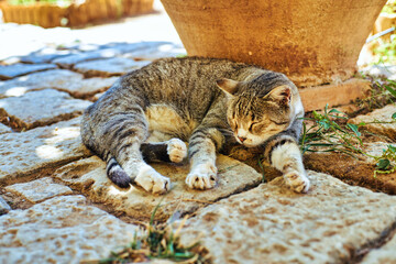 Cute cat basking on old stone tiles.