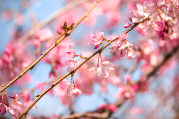 Flowering white sakura in spring.