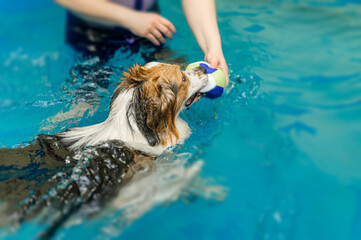 dog swims in the dog pool