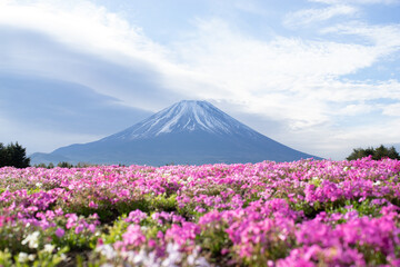 富士山と芝桜