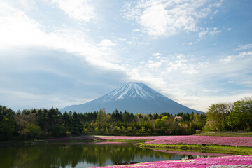富士山と芝桜