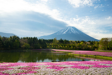 富士山と芝桜