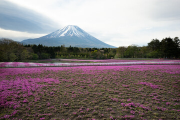 富士山と芝桜