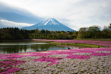 富士山と芝桜