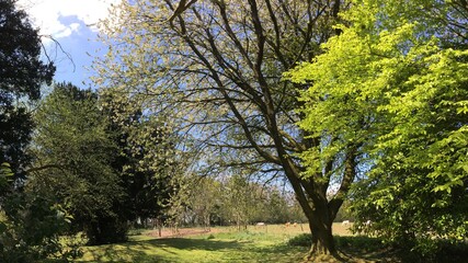 Les arbres au printemps en campagne sur Barré Nevez à Briec Bretagne Cornouailles Finistère France	
