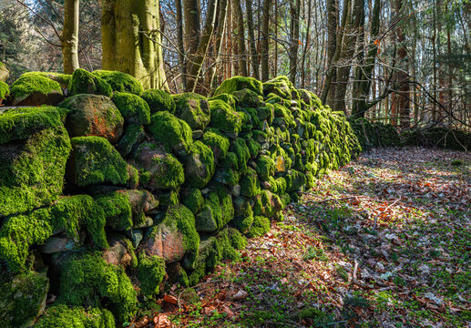 Moss Covered dry stone wall in Divet Ha Wood in the Scottish Borders, UK