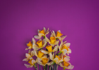 Yellow white daffodil, narcissus, jonquil flower close up on pink background with a lot of copy space for text. Blank template for Mother's day, March 8 women's day, Valentine greeting card