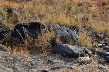 Some rocks and plants in the field
