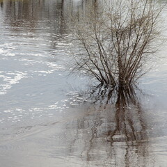 Lonely Shrub in the water, spring  inundation in Europe