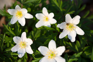Obraz premium yellow ladybug on flower spring anemones