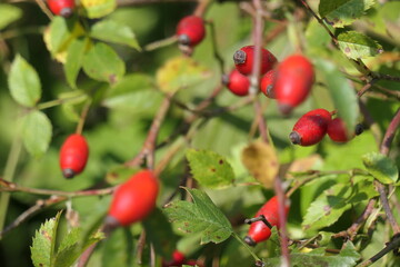 Hagebutten am Strauch