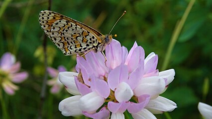 butterfly, flower, insect, nature, summer, macro, green, garden, plant, orange, wings, beauty, pink, beautiful, wing, animal, flowers, spring, color, purple, closeup, insects, yellow, black, fly