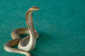 Fototapeta premium large snake cobra lies in rings on the carpet