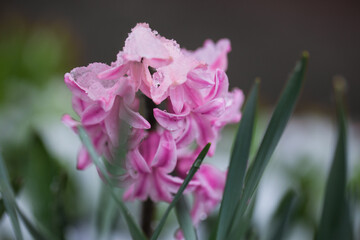 Pink hyacinthus blossom in spring under snow seasonal weather.