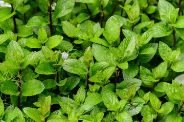 Many fresh green mint leaves in direct sunlight, in a herbs garden, in a sunny summer day,...