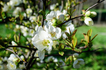 Close up delicate white flowers of Chaenomeles japonica shrub, commonly known as Japanese quince or Maule's quince in a sunny spring garden, beautiful Japanese blossoms floral background, sakura.
