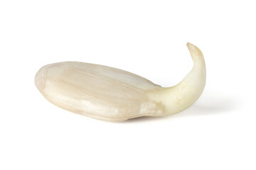 Single sprouted sunflower seed on a white background. Full depth of field. With clipping path.