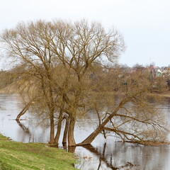 Beautiful bare branching trees on hill shore near river water, beautiful European river landscape at Sunny spring day