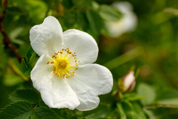 Wild rose Bush blooms in the spring. White rosehip flower close-up. Rosehip is used in folk medicine
