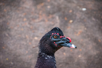 Exotic black Duck in a park, black duck in a zoo. Exotic goose in farm