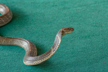 large snake cobra lies in rings on the carpet