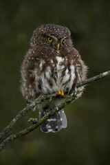 Pygmy owl
Glaucidium jardinii
