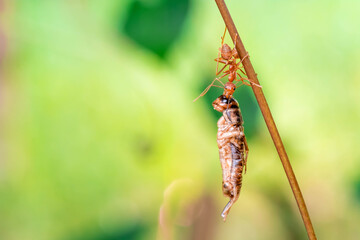 red ant, action helping for food on the branch big tree, in garden among green leaves blur background, selective eye focus and black backgound, macro