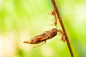 red ant, action helping for food on the branch big tree, in garden among green leaves blur background, selective eye focus and black backgound, macro