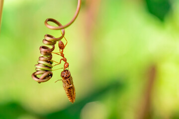 red ant, action helping for food on the branch big tree, in garden among green leaves blur background, selective eye focus and black backgound, macro
